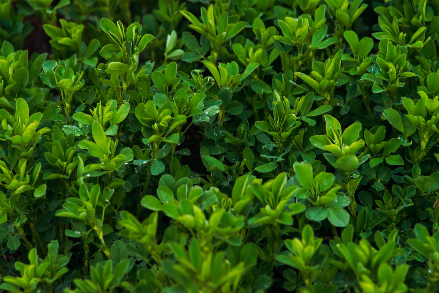 Luzerne Anbau, Pflege & Ernte Plantura