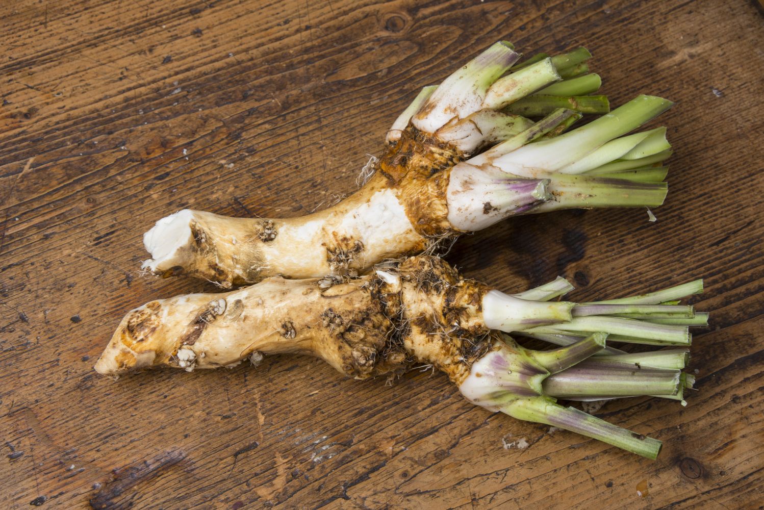 Meerrettich: Richtig ernten und lagern