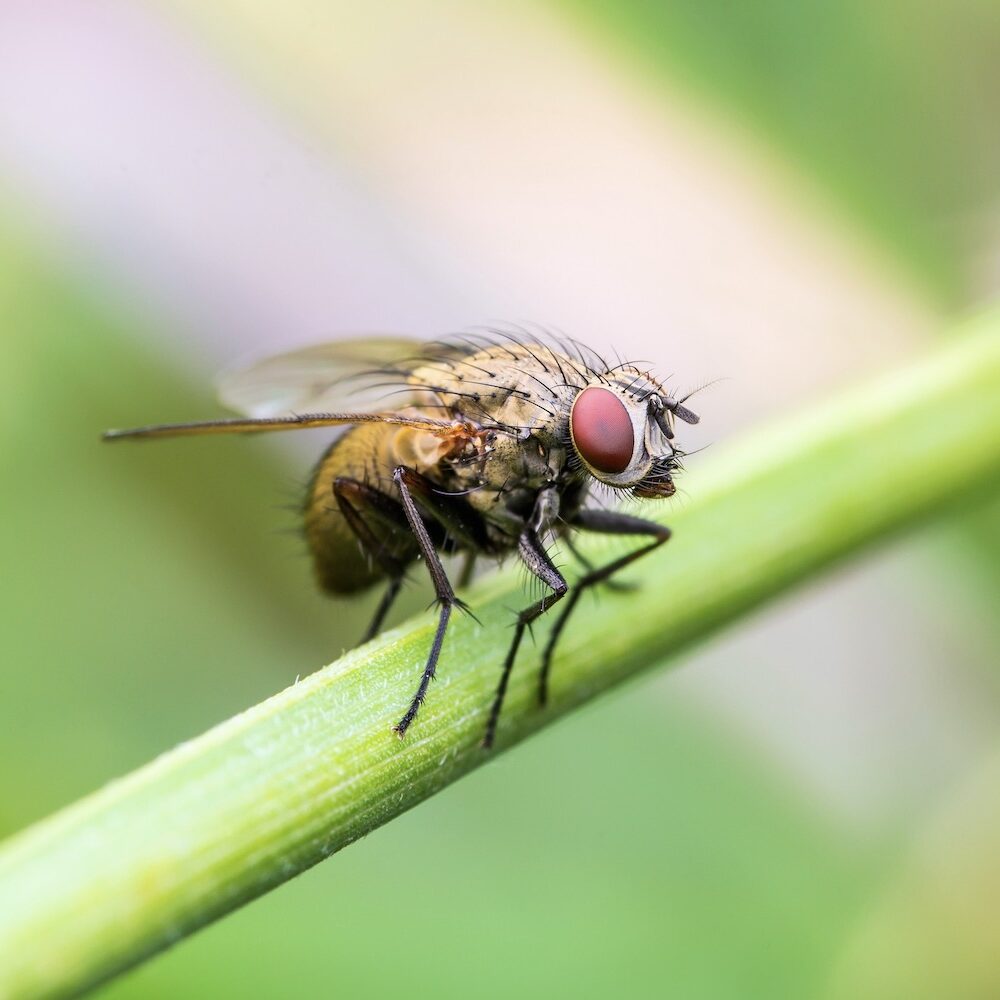 Pflanzen gegen Fliegen: Lavendel, Tomaten & Co. - Plantura