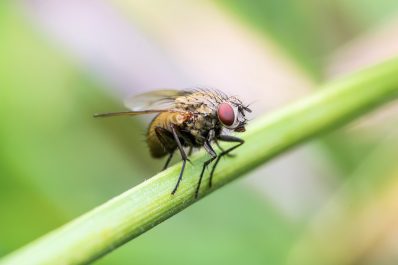 Pflanzen gegen Fliegen: So vertreiben Sie die Plagegeister natürlich