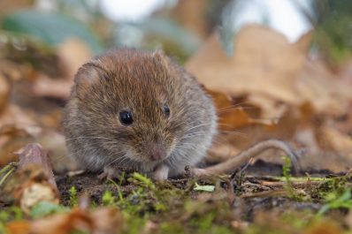 Pflanzen gegen Wühlmäuse: Was hilft wirklich?