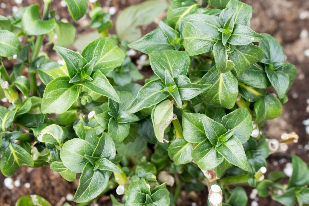 Pilzkraut im Garten