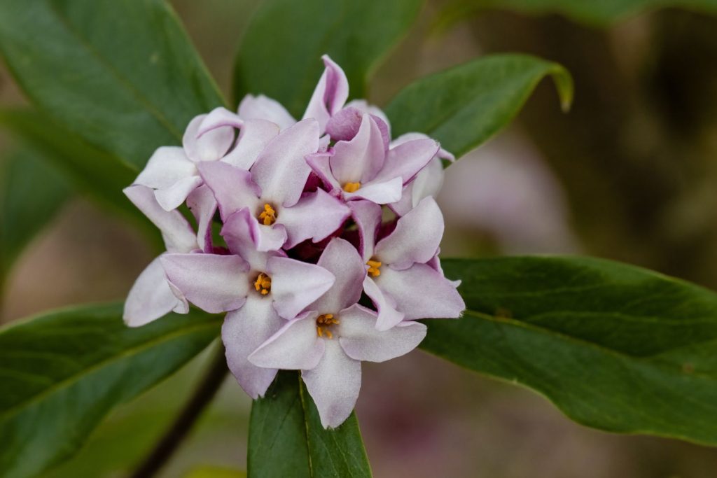Blüte des Seidelbasts