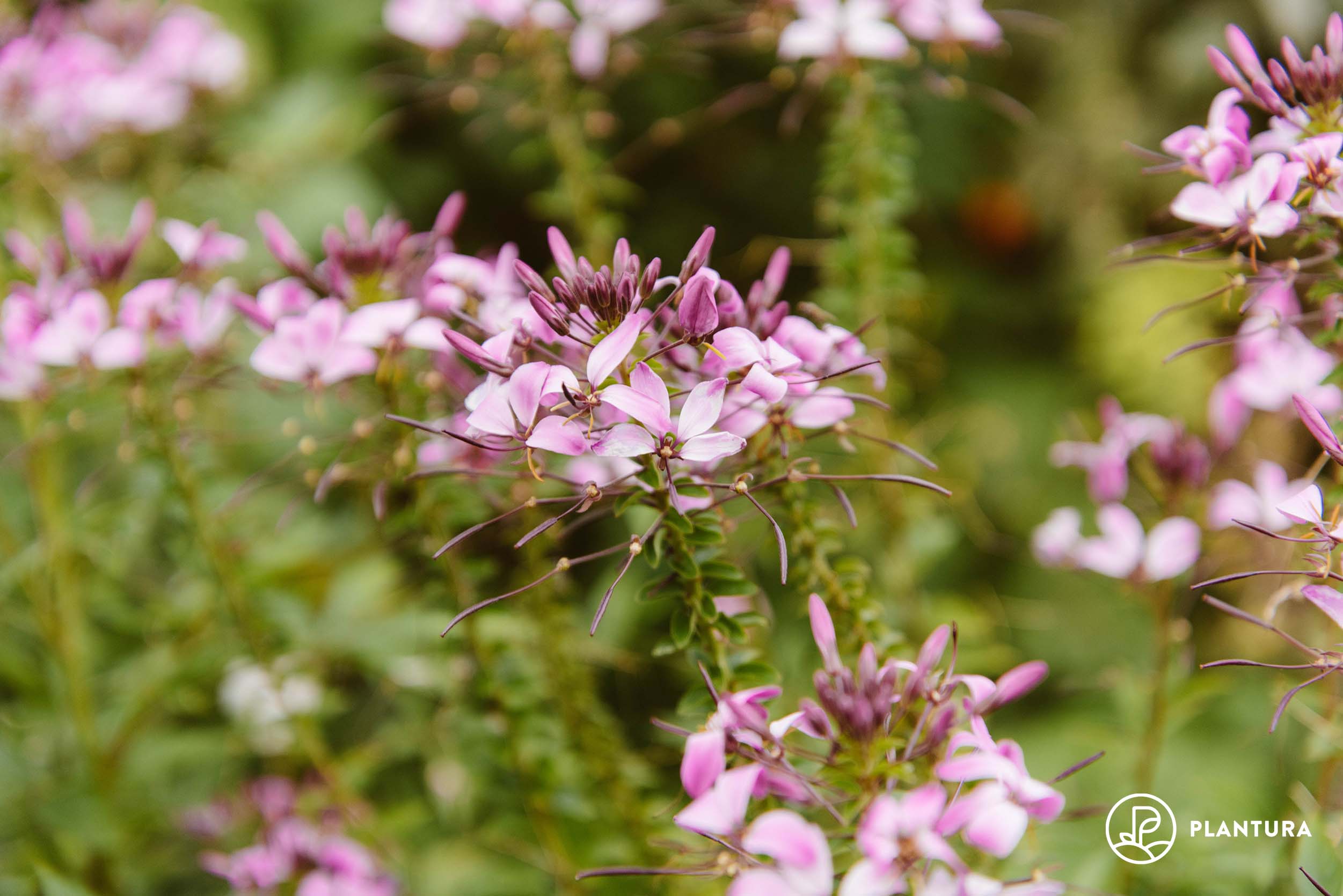 Spinnenblume: Aussaat, Winterhärte & Giftigkeit der Cleome