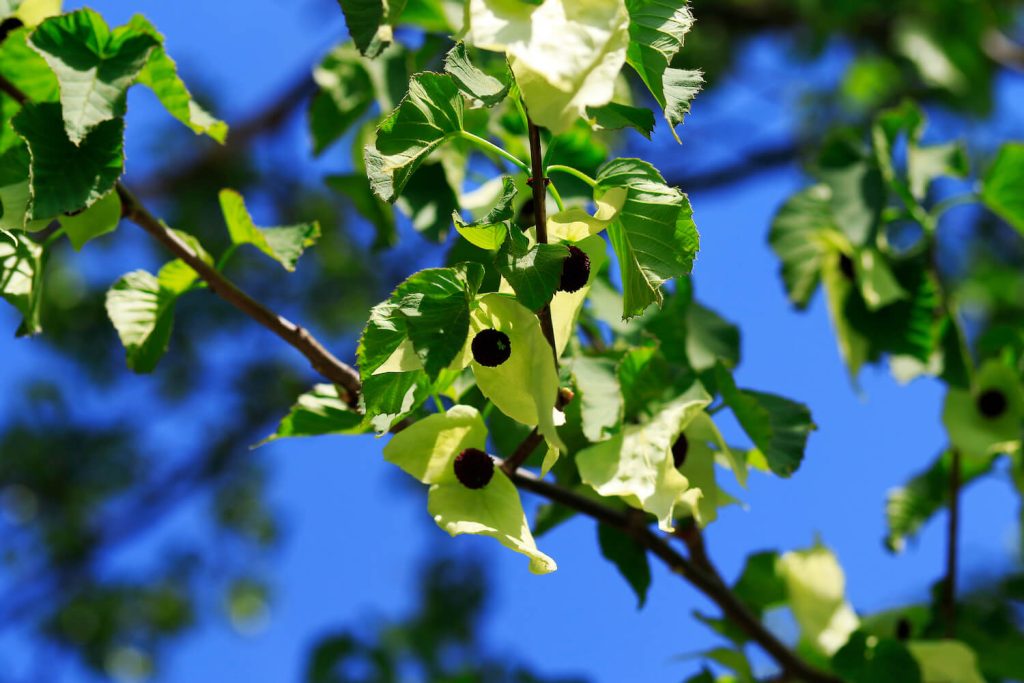 Taubenbaum