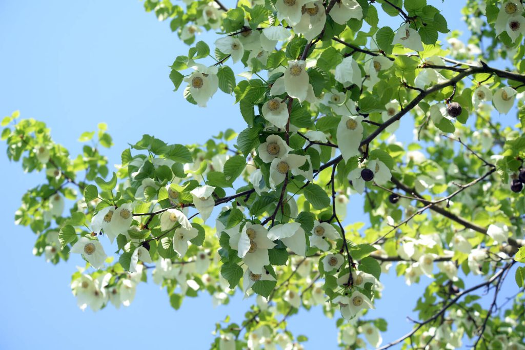 Taschentuchbaum-Blüte