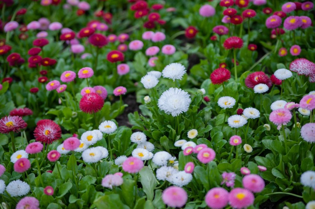 Bellis in verschiedenen Farben