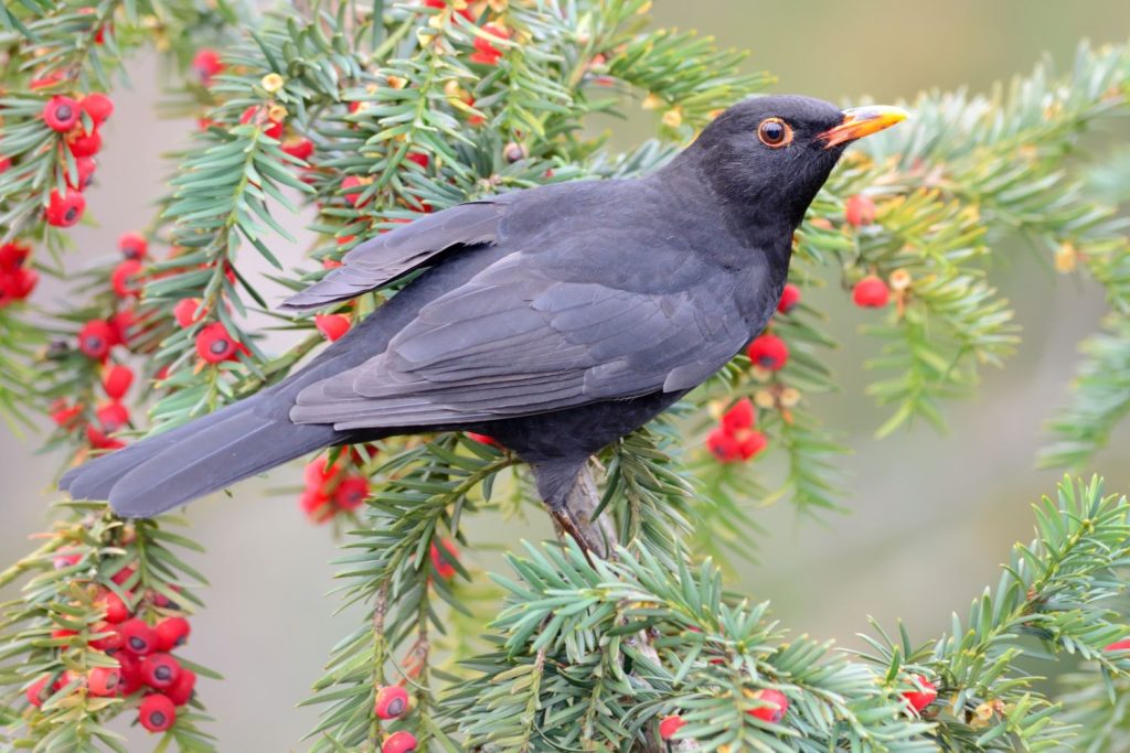 Vogel an der Eibe