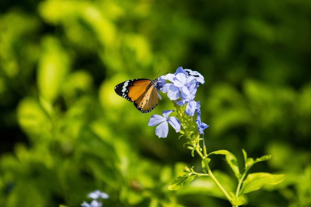 Schmetterling auf den Blüten der Kap-Bleiwurz