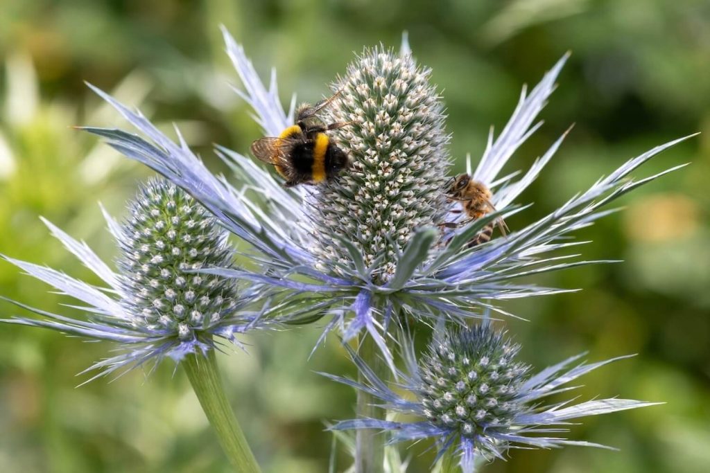 Biene an Edeldistel-Pflanze