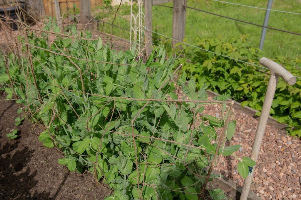 Erbsenpflanzen mit Rankhilfe