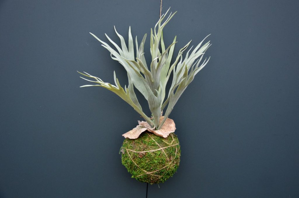 Platycerium bifurcatum im Kokedama