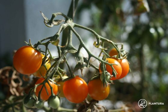 Goldita-Tomate: Die orangefarbene Cherrytomate im Portrait