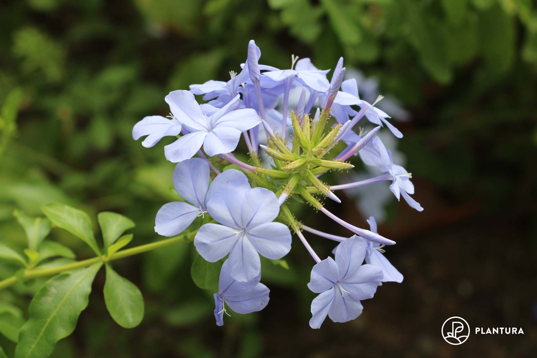 Plumbago pflanzen, schneiden & überwintern - Plantura