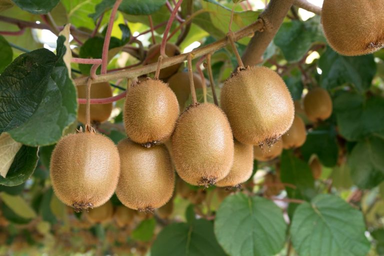 Kiwi pflanzen Wann, wo & wie? Plantura