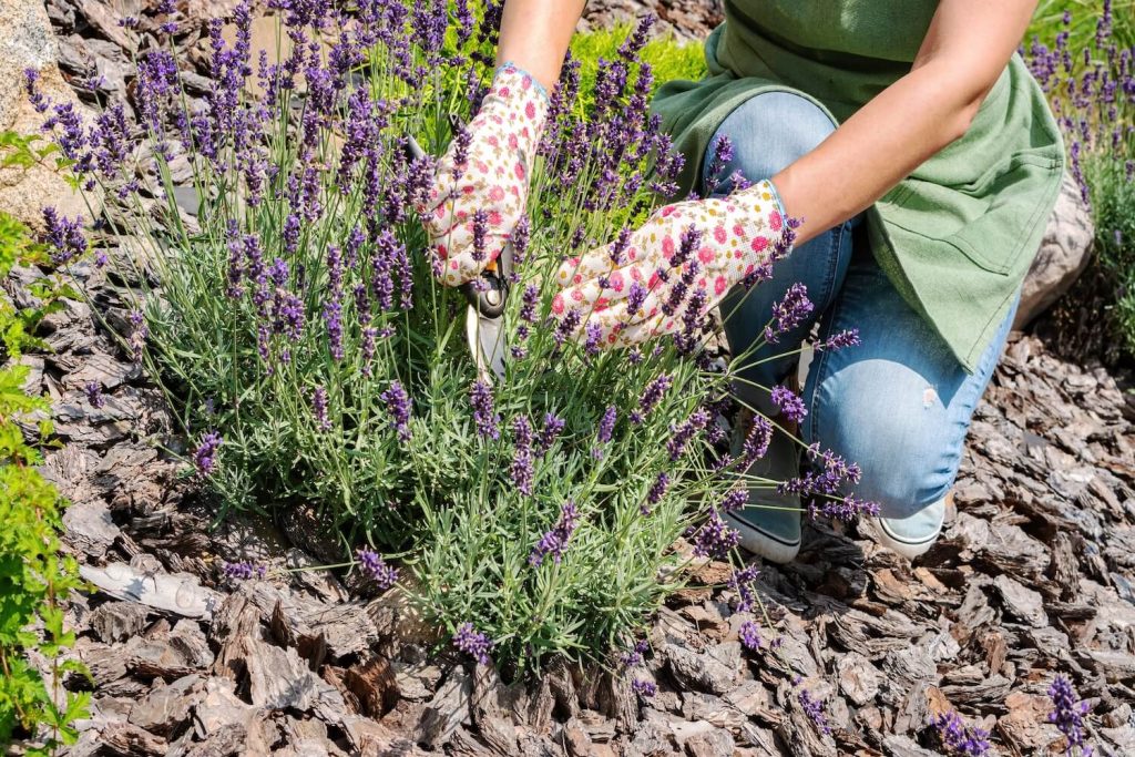 Lavendel wird zurückgeschnitten