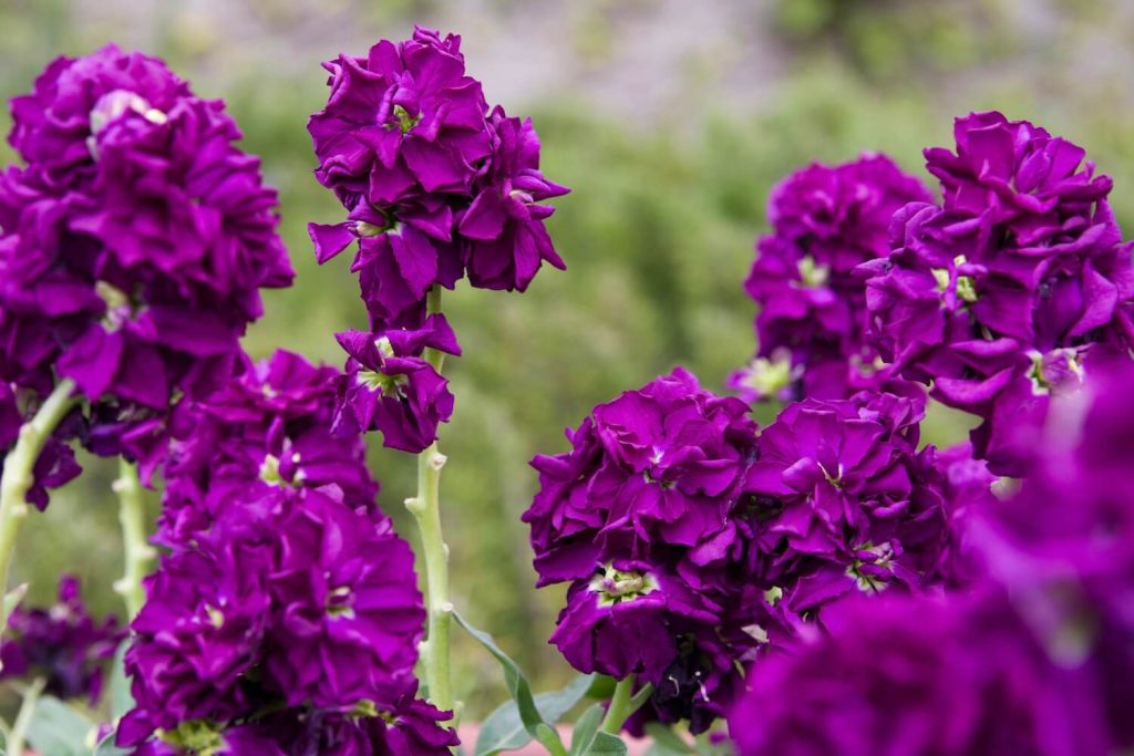 Levkoje mit violetter Blüte