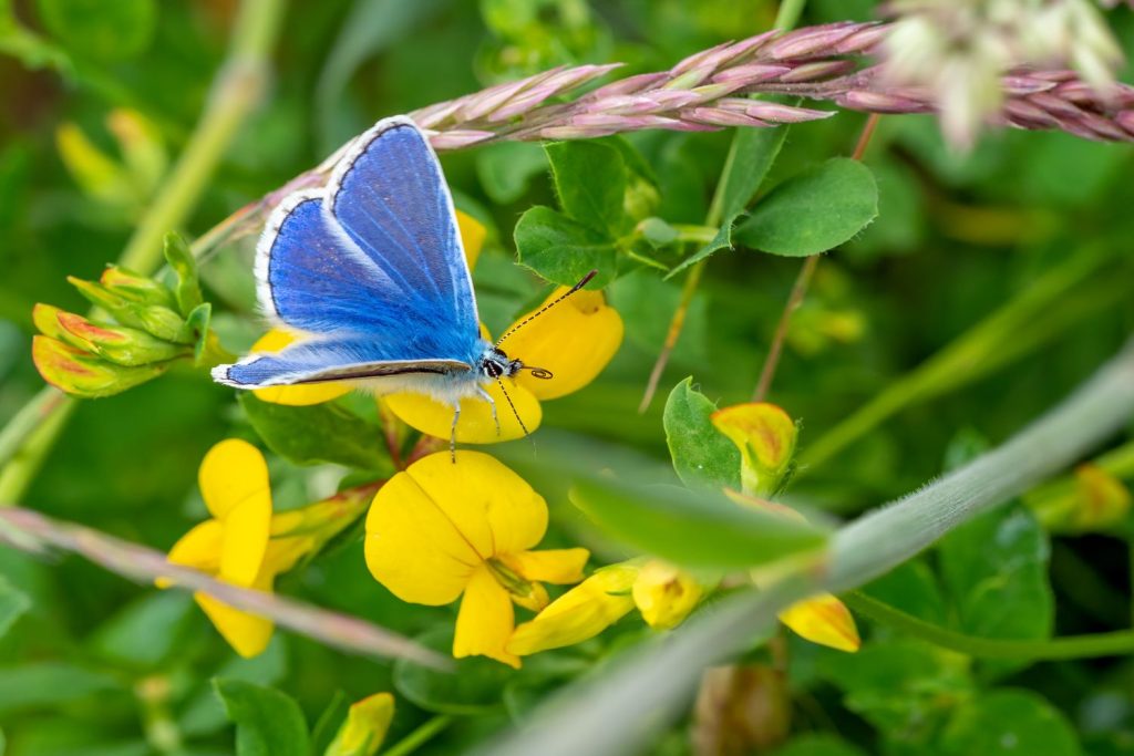 Schmetterling auf dem Hornklee
