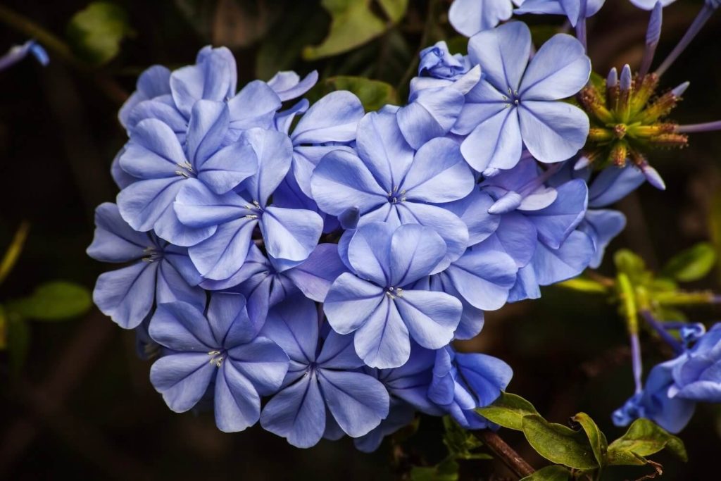 Kobaltblaue Blüten der Bleiwurz