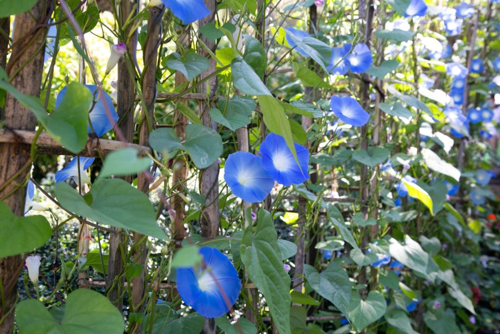 Blüten der Prunkwinde