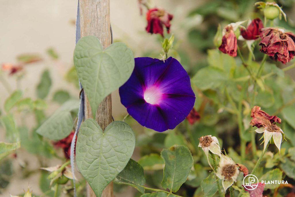 Prunkwinde im Garten