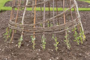 ErbsenRankhilfe selber bauen Plantura