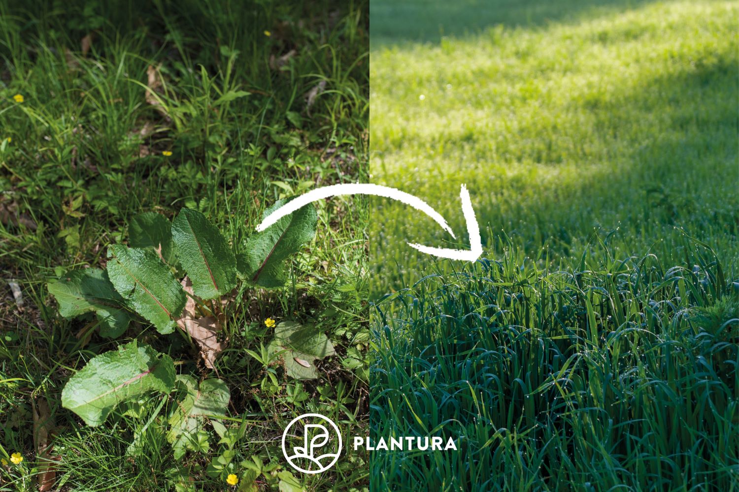 Was ist ein Schattenrasen, wie wird er angelegt & was sind seine Besonderheiten?