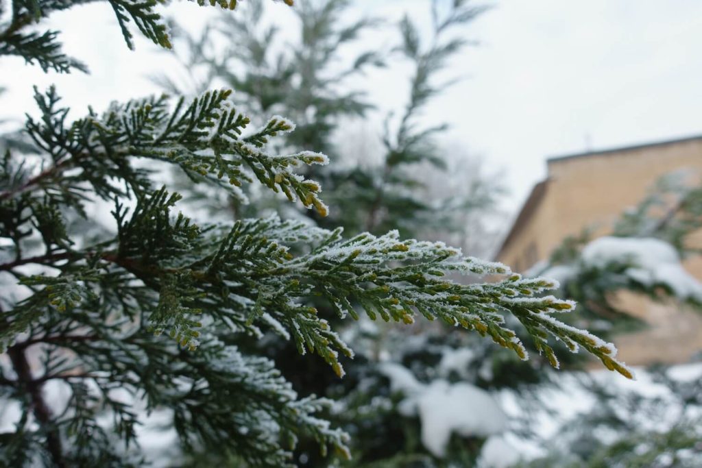 Scheinzypressen-Hecke im Winter