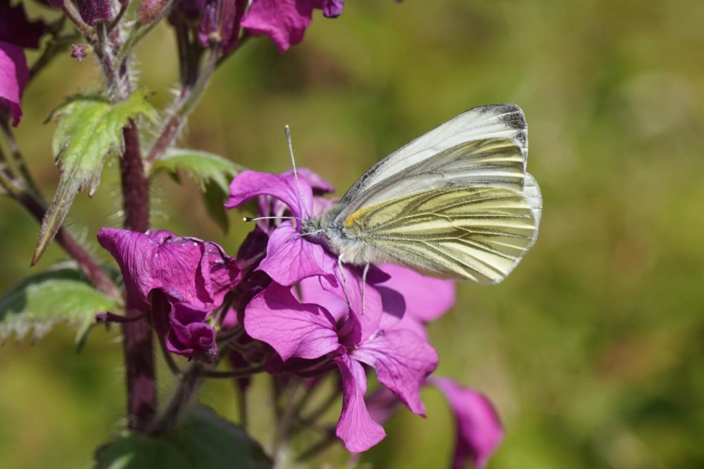 Schmetterling auf Silberblatt-Blüte