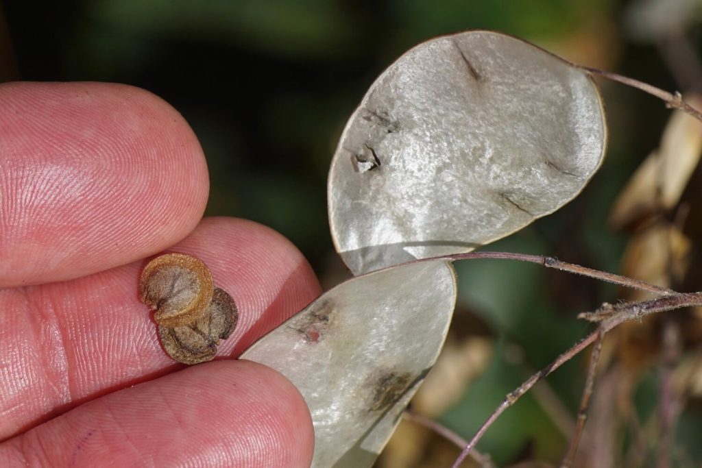 Lunaria-Samen wird entnommen