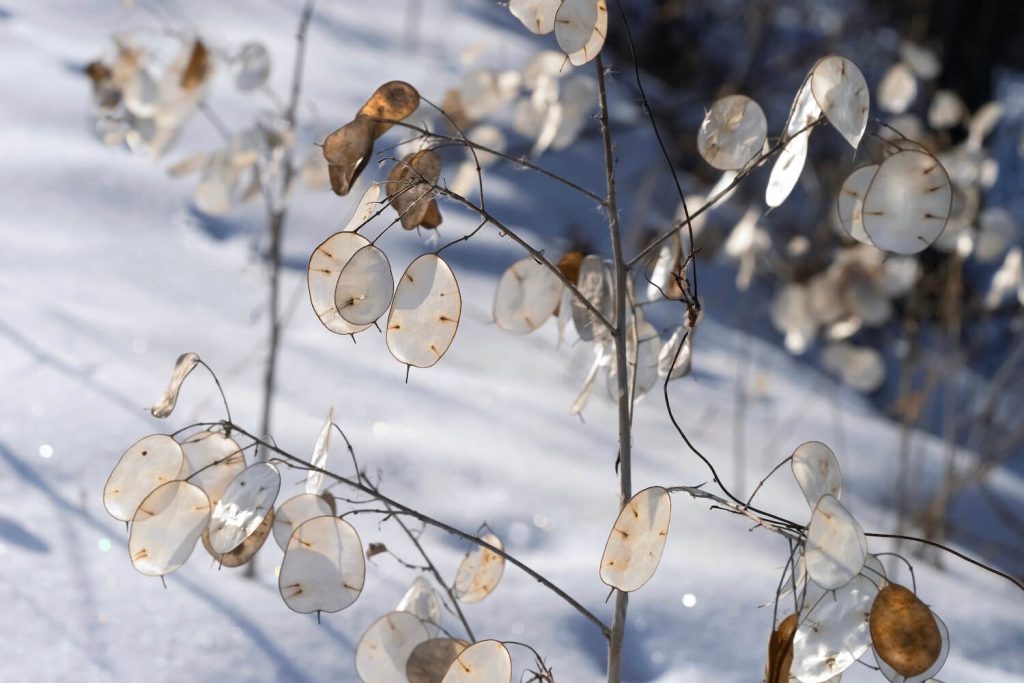 Silberblatt-Pflanze im Schnee