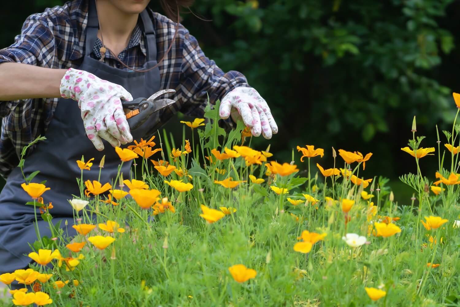 Stauden schneiden: Wann & wie geht man vor? - Plantura