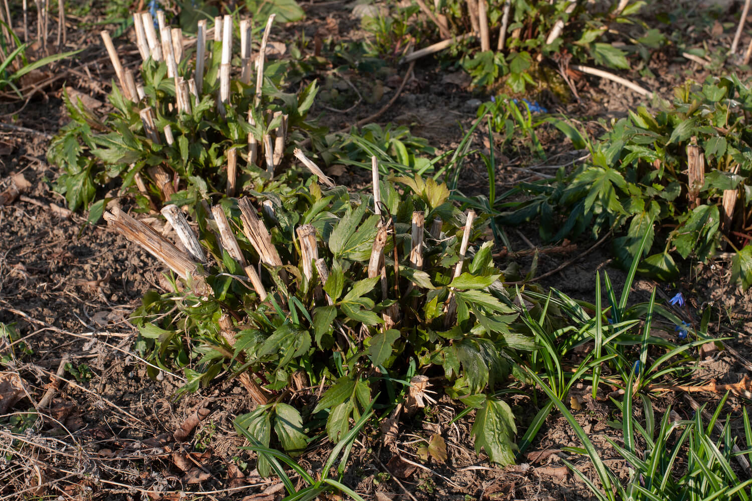 Stauden schneiden Wann & wie geht man vor? Plantura