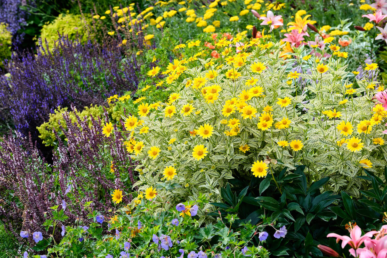 Stauden schneiden: Wann & wie geht man richtig vor?
