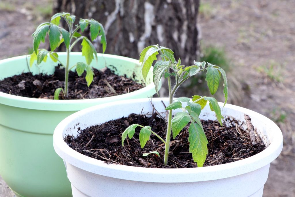 Tomatenpflanze im Kübel