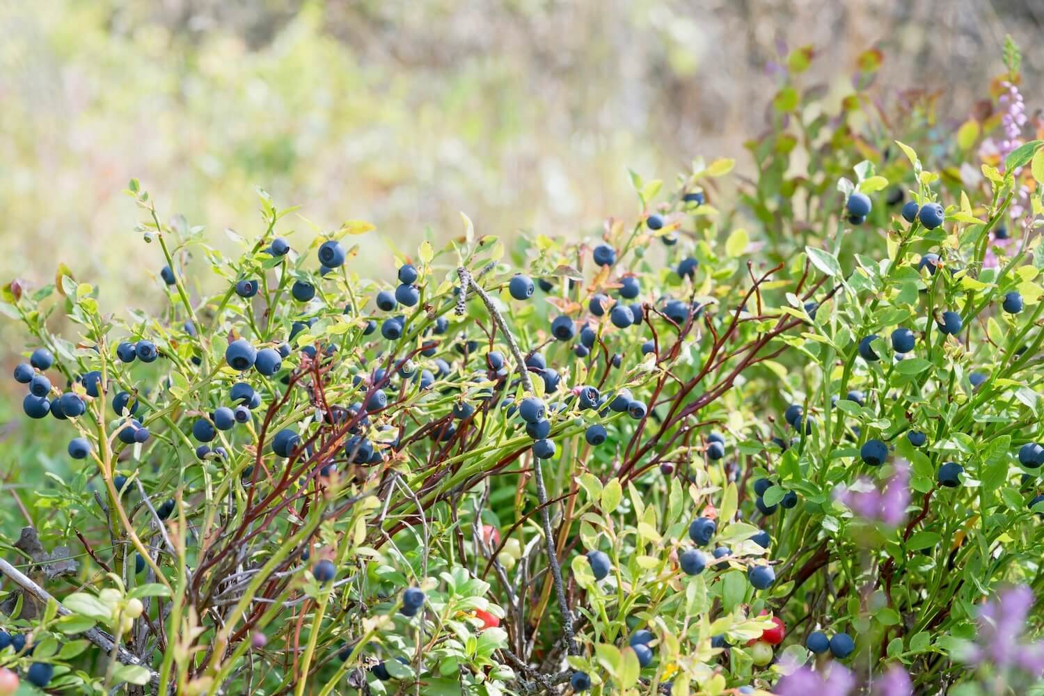 Waldheidelbeeren Pflanzen, Ernte & Verwendung Plantura