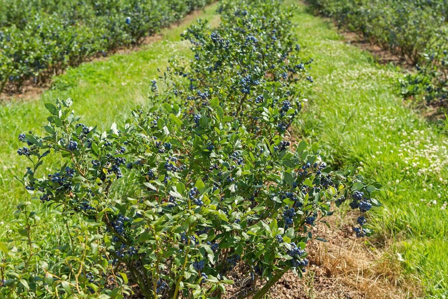 Waldheidelbeeren Pflanzen, Ernte & Verwendung Plantura