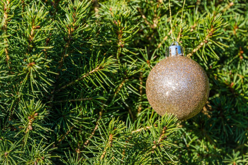 Zuckerhutfichte als Weihnachtsbaum