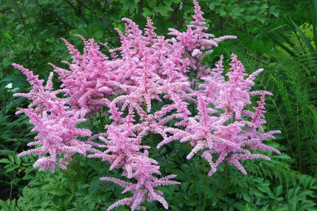 Arends Prachtspiere 'Amethyst'