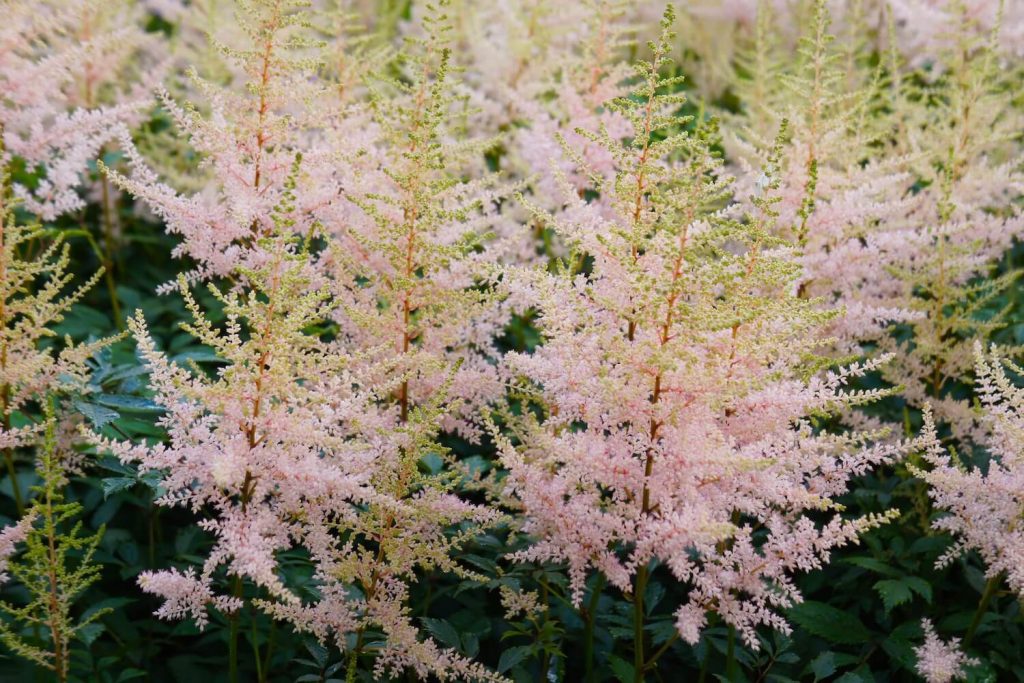 Astilbe 'Hennie Graafland'