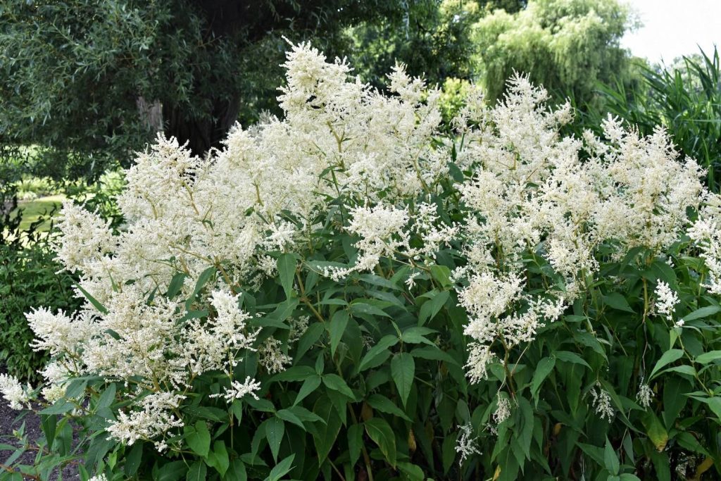 Astilbe 'Deutschland'