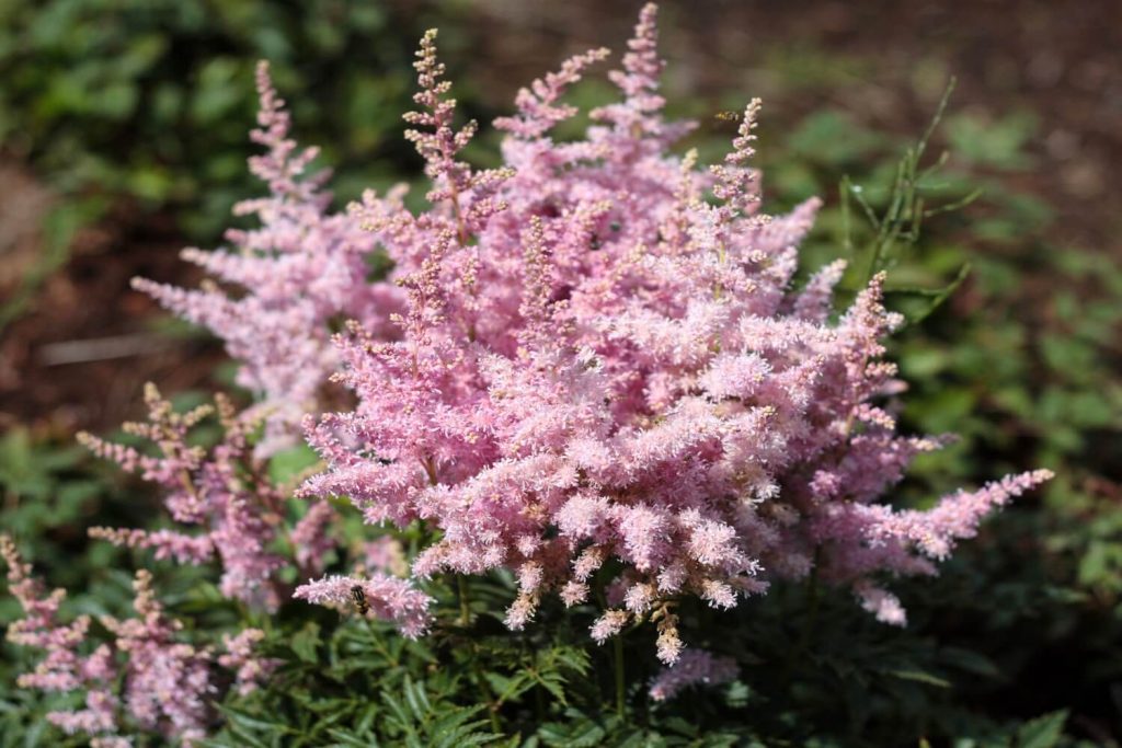 Astilbe 'Younique Salmon'