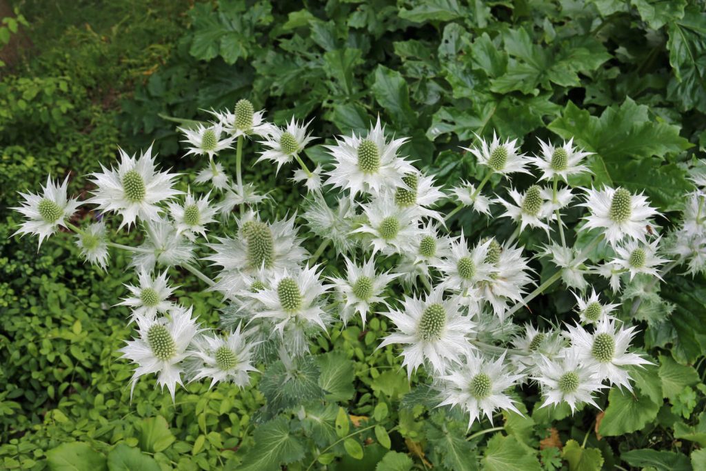Mannstreu Sorte 'Silver Ghost'
