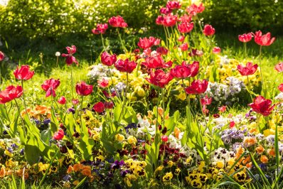 Gartenarbeit im April: Alles auf einen Blick!