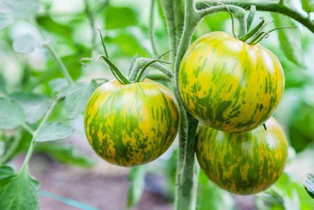 Green-Zebra-Tomaten an Rispe