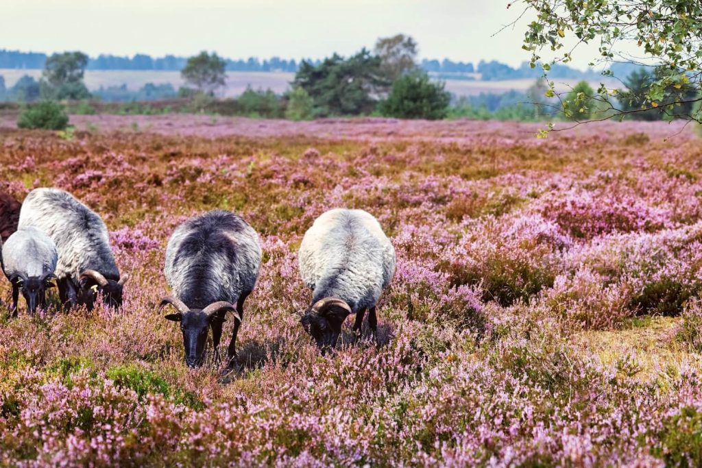 Heide in der Natur