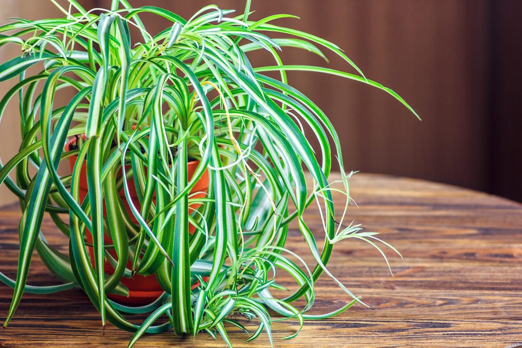 Ungiftige Blume für Hunde