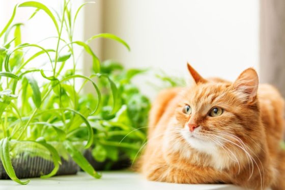 Kräuter für Katzen: Heilkräuter & Duftpflanzen aus dem Garten