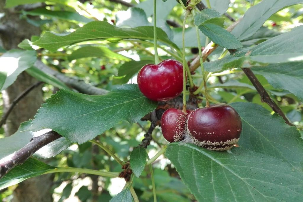 Kirschbaum-Krankheiten: Erkennen & bekämpfen - Plantura