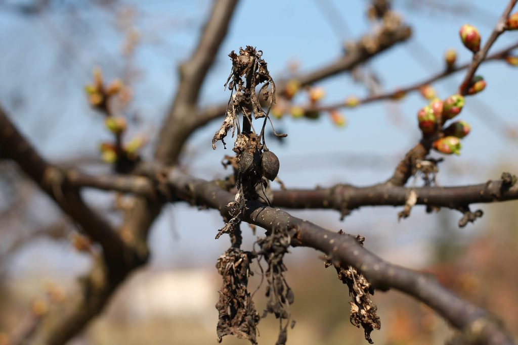 Abgestorbene Triebe am Kirschbaum